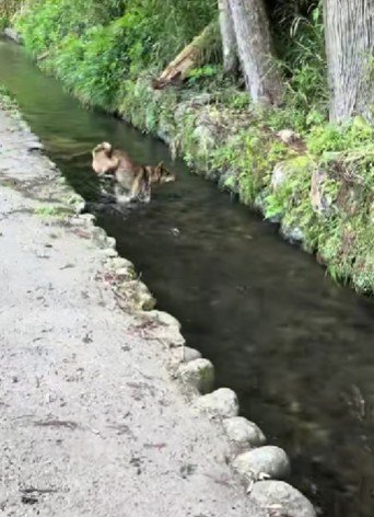 川の飛び込みも余裕♪