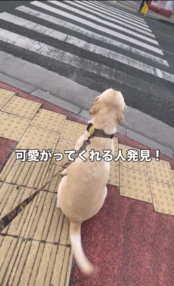 横断歩道の前で座る犬