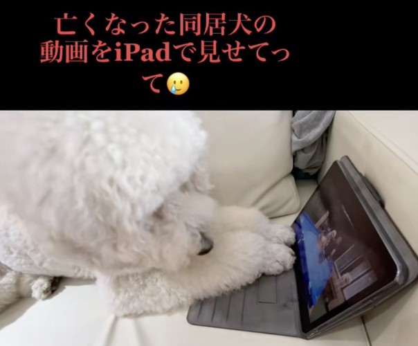 「ルイコお姉ちゃん…！」