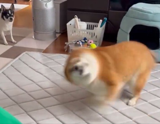 チワワ