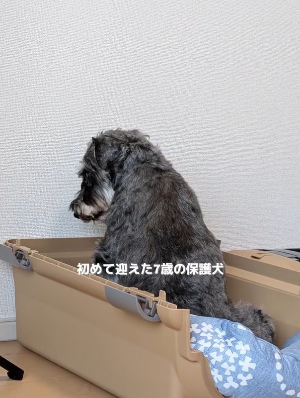 元繁殖犬のルアナちゃん