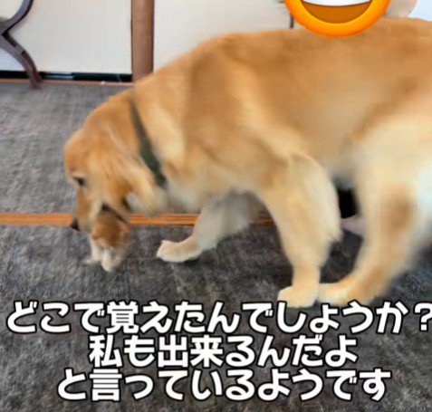 褒められて嬉しそう