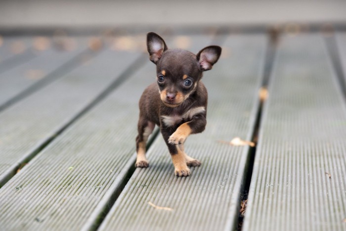 チョコタンのスムースチワワの子犬