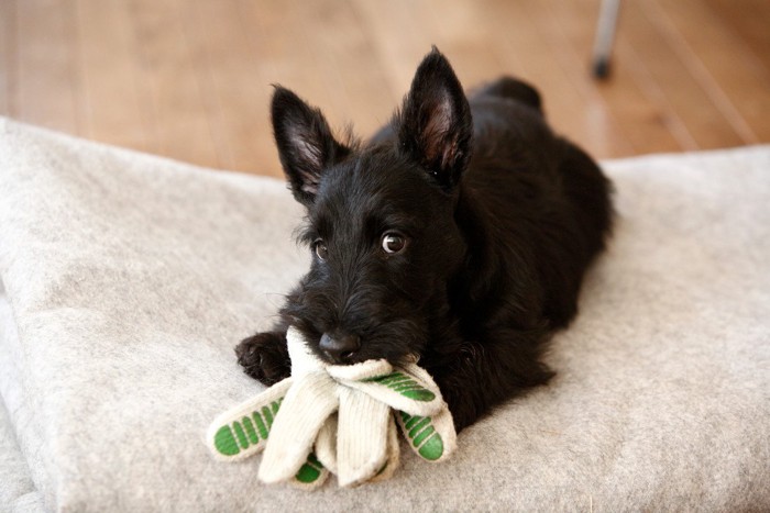 いたずらをしている犬