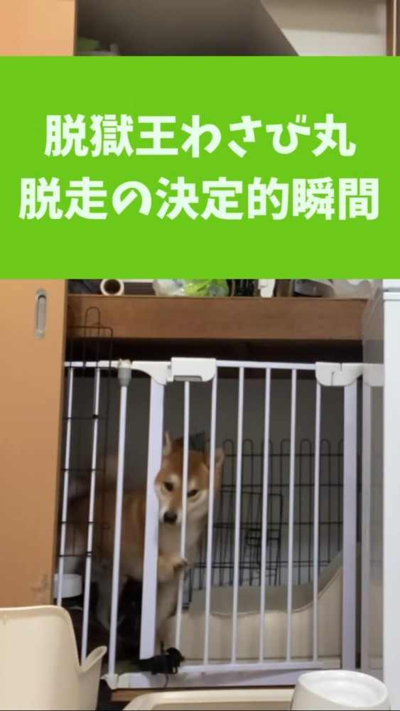 ケージから前足を出す柴犬
