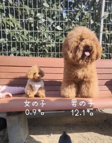 並ぶ大小のプードル1
