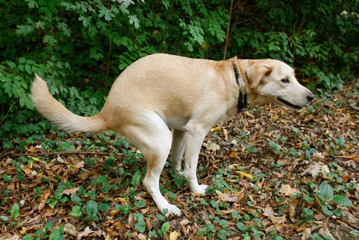 ウンチングスタイルで排尿するオス犬