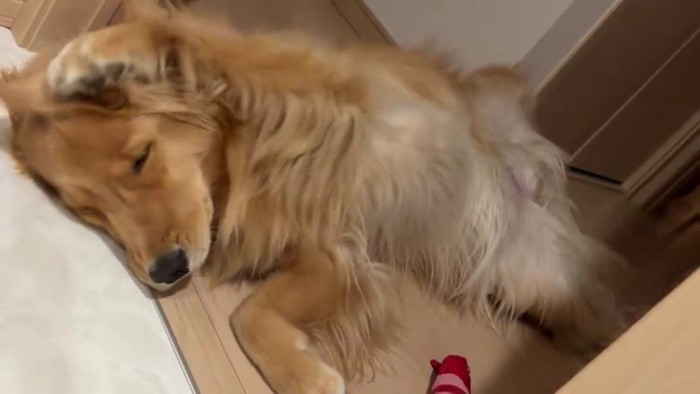 猫の行動を真似するように