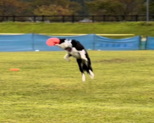 フリスビーを空中でキャッチする犬
