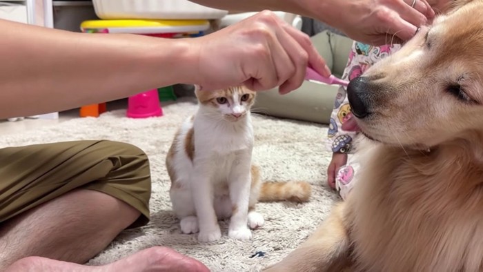 猫さんも見守ります