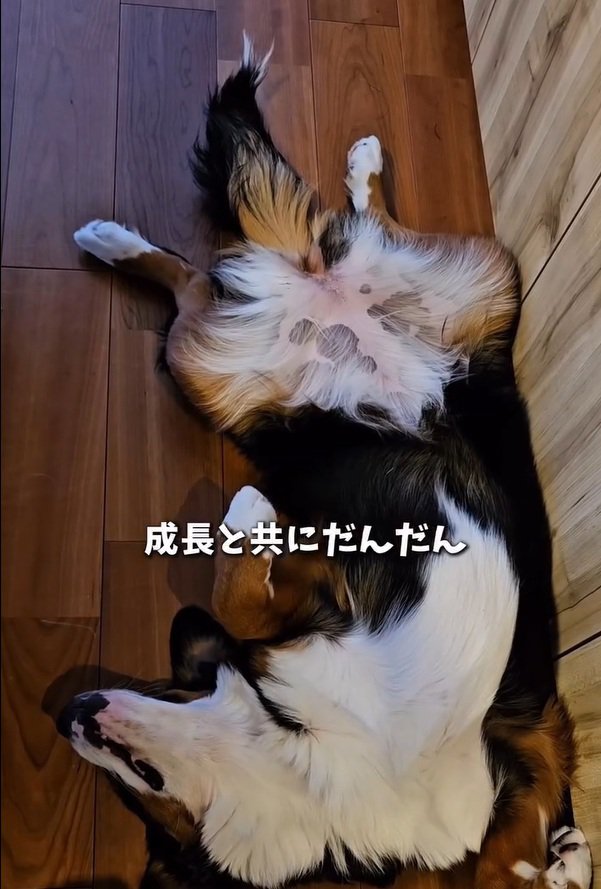 ヘソ天する都ちゃん1