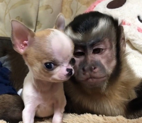 子犬を優しく見つめる猿