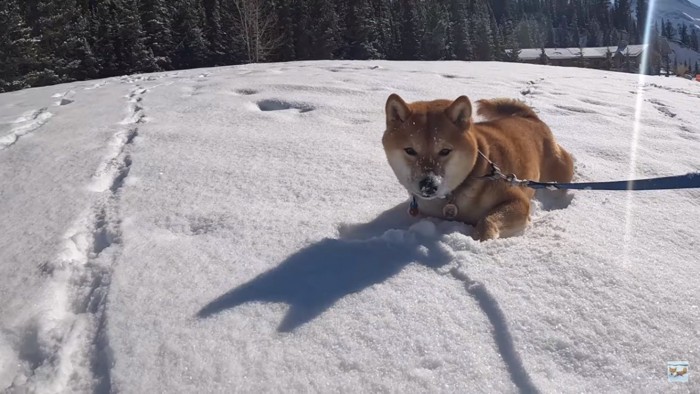 雪にお腹をつけるナラちゃん