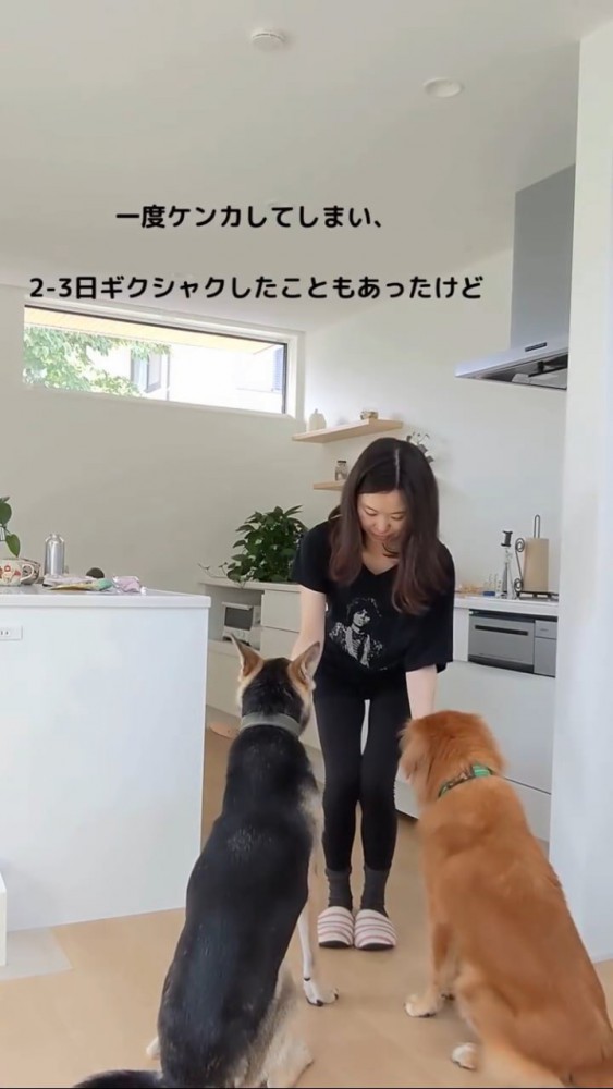 おやつをもらう犬2匹