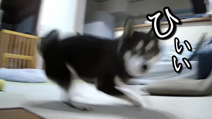 逃げる犬