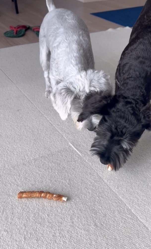 おやつを食べる犬
