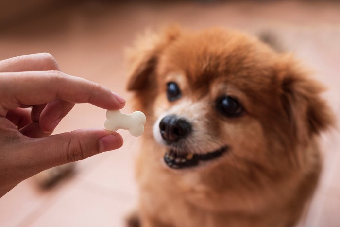 おやつを見る犬