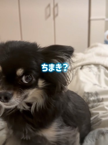 少し引いた顔つきの犬