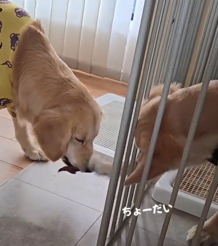 姉犬の顔に前足が当たった弟犬