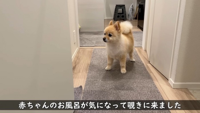お風呂場に様子を見にきたポメくん
