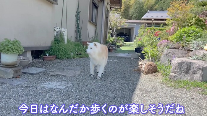 再び散歩へ出発