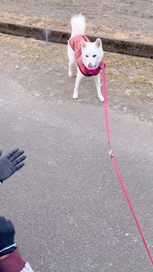 手を差し出す男性を見つめる白い犬