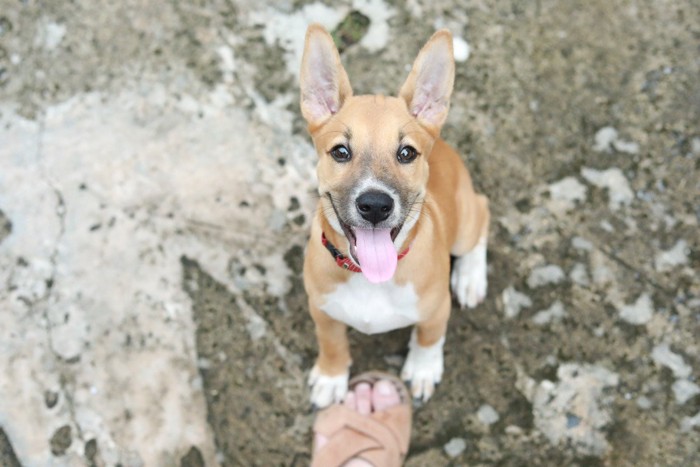 女性の足に触って笑顔で見上げてくる犬