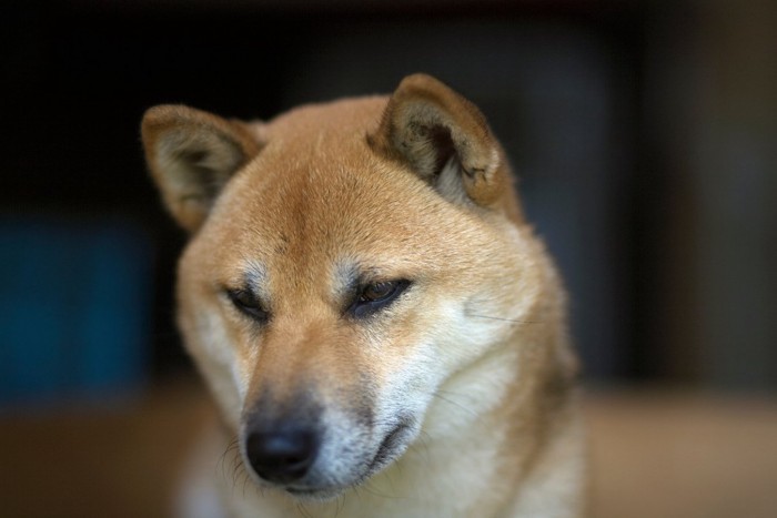 目を逸らす柴犬