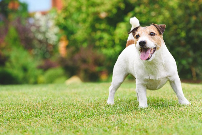 嬉しそうな犬