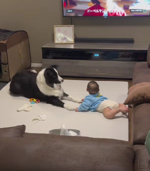赤ちゃんと犬を撮影していたら…