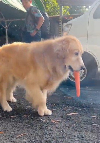 にんじんをくわえながら近づいてきた犬