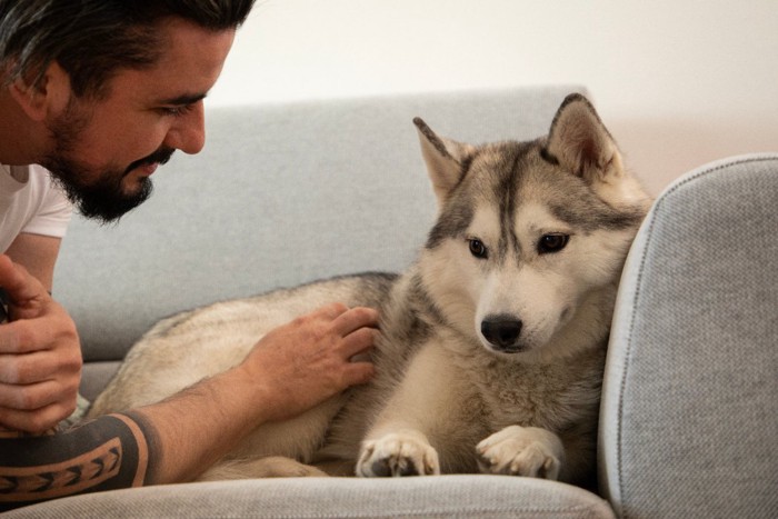 ソファの犬と男性