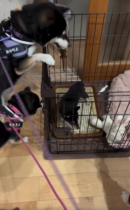 覗き込むあゆちよくん