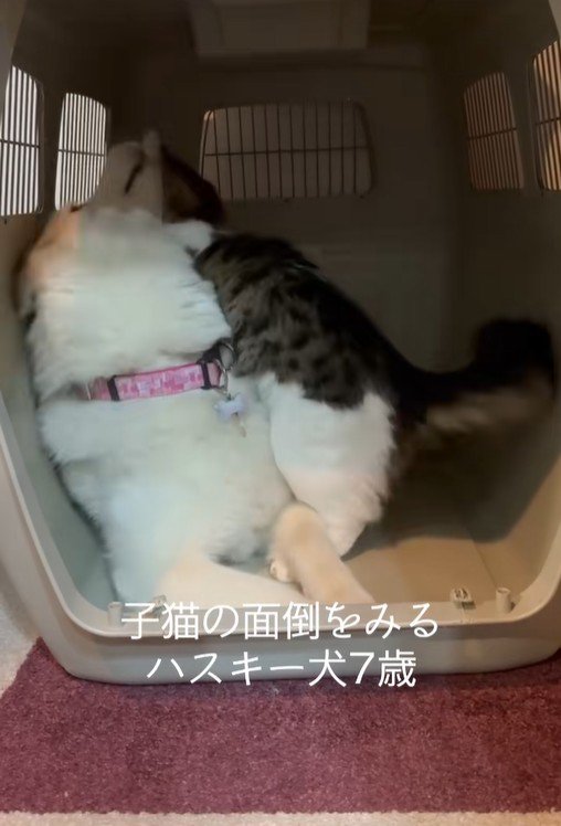 距離が近すぎるローズちゃんとロイくん3