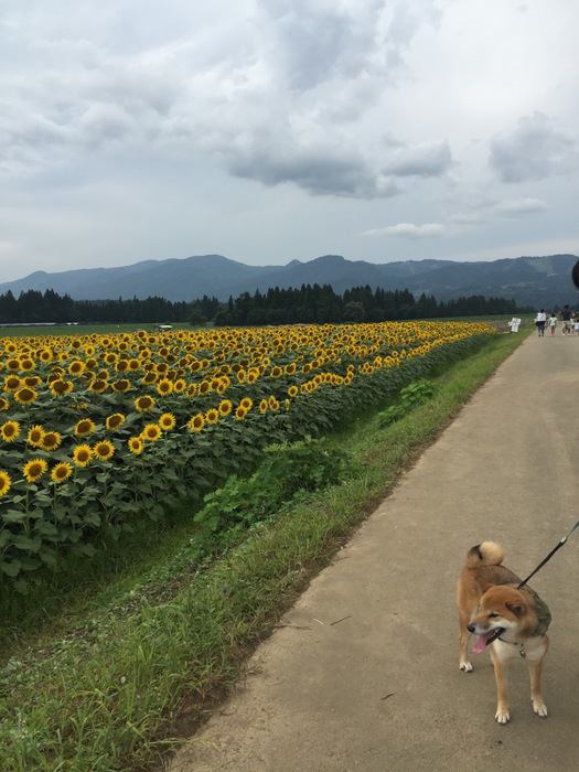 散歩中の柴犬