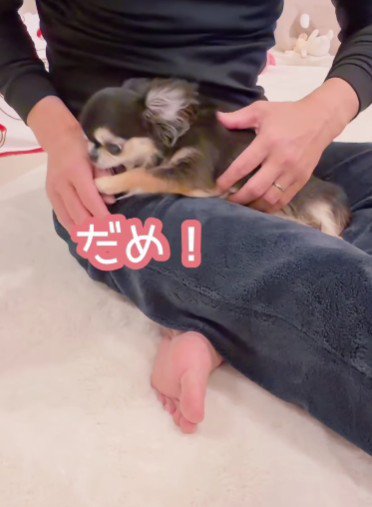 パクリと噛んで抗議！！