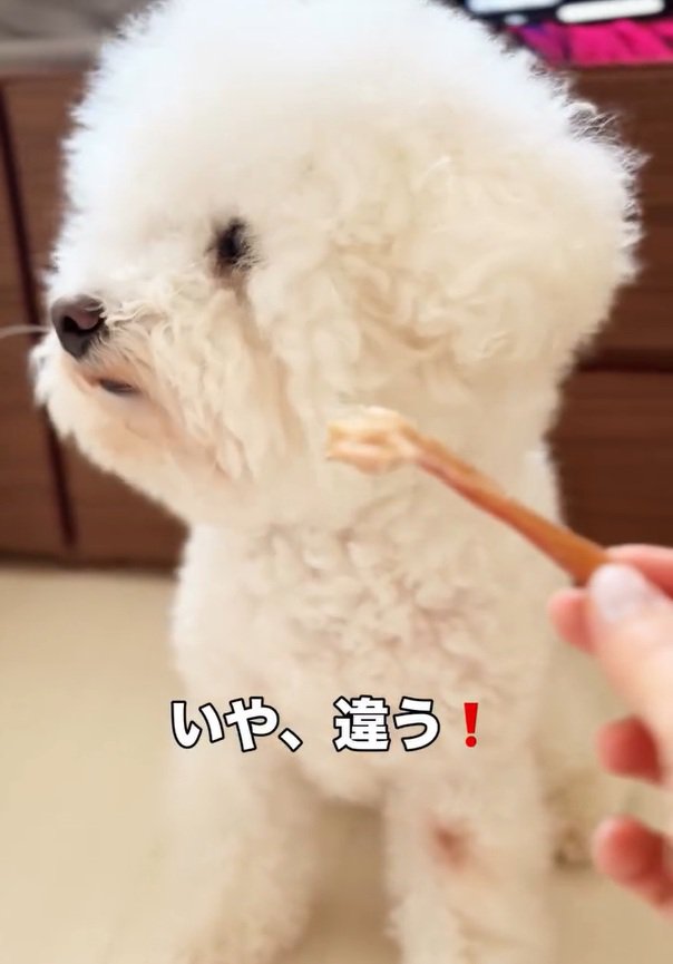 そっぽを向くまるちゃん