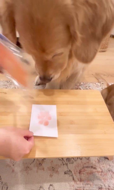 3匹のワンコたちの肉球スタンプ作り3