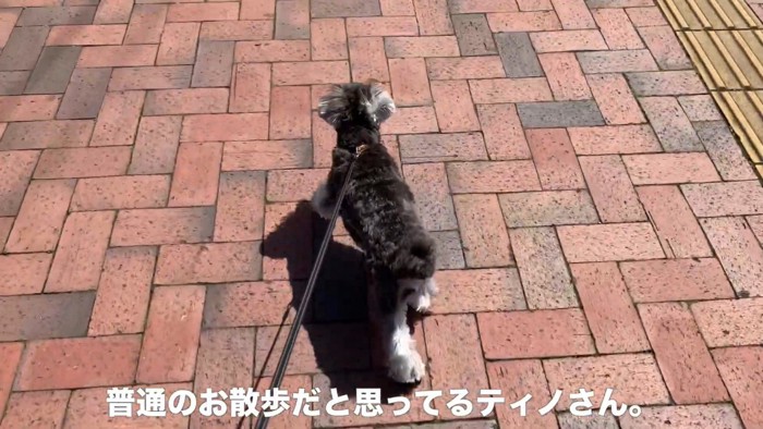 お散歩を楽しむティノちゃん
