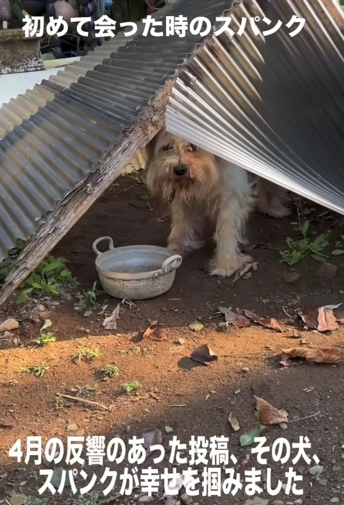 トタン屋根の下にいる犬