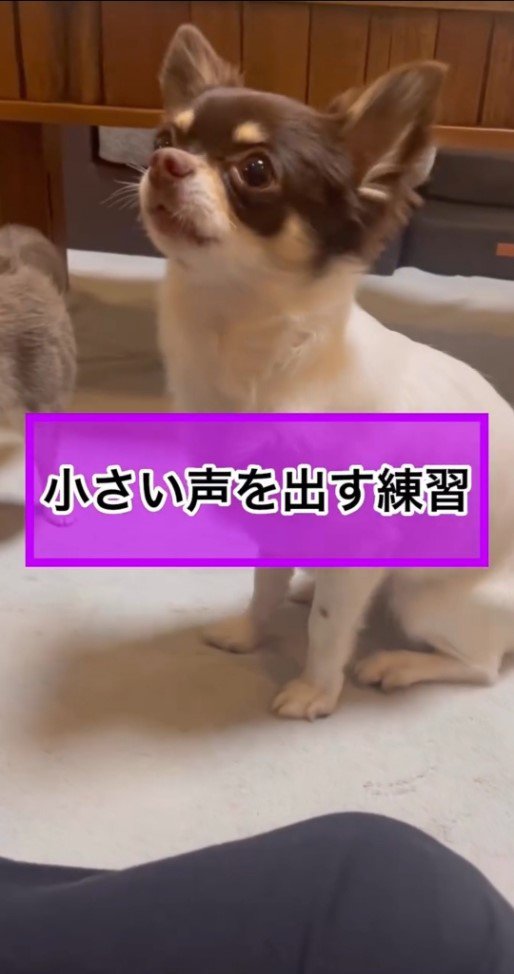 座って見上げる犬1