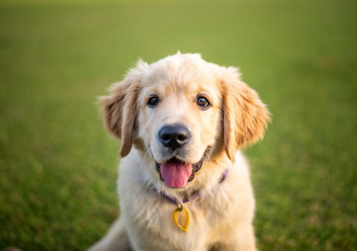 ゴールデンレトリバーの子犬