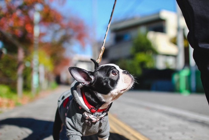 飼い主に視線を向ける犬