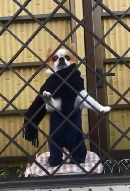 マフラーをしているそらくん