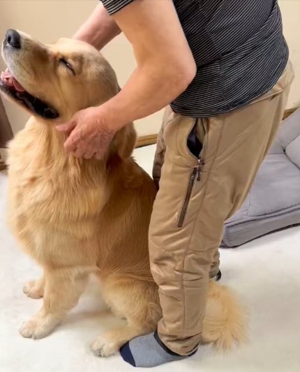 ゴル