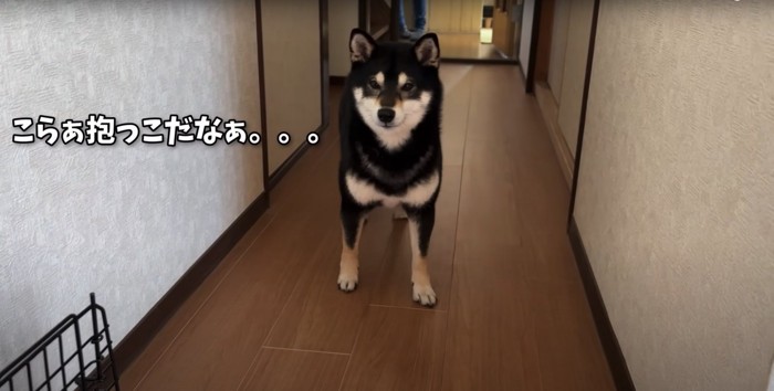 廊下で立ちすくむ柴犬