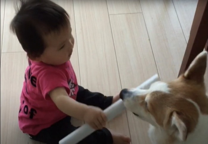 コーギーにラップの芯を差し出す幼児