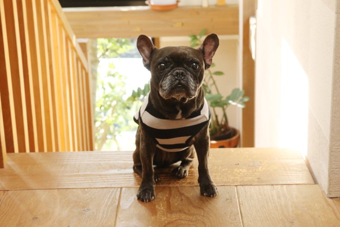 服を着たフレンチブルドッグ