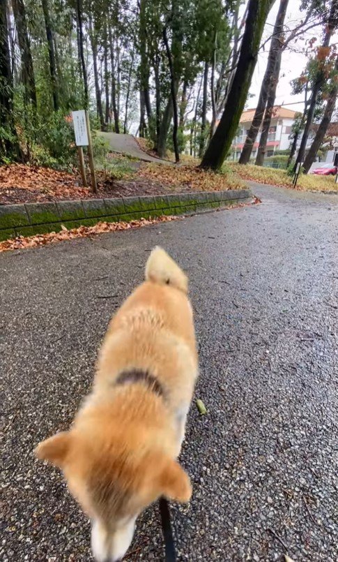 雨が苦手なこむぎちゃん3