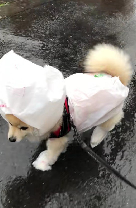 ビニール袋を装備してる…！